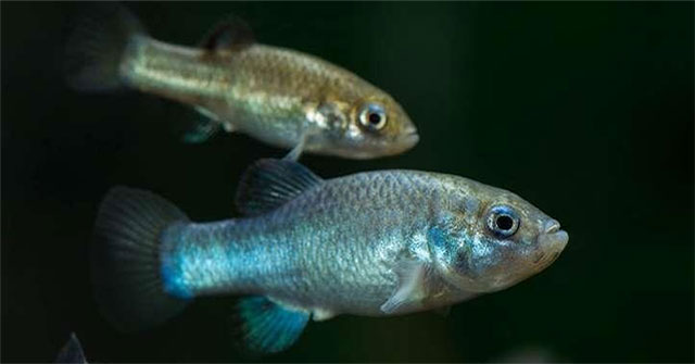 Các nhà khoa học đã tìm ra cách để ngăn loài cá hiếm nhất thế giới khỏi sự tuyệt chủng