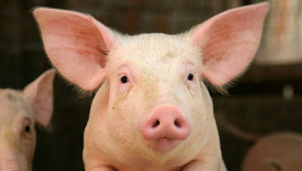 13 loài vật thông minh nhất hành tinh