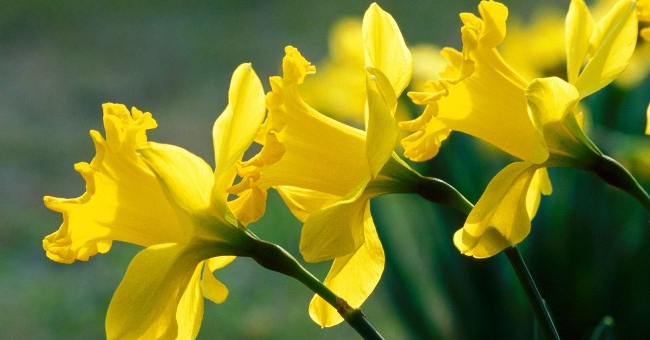 Những loài hoa đẹp có chất kịch độc chết người