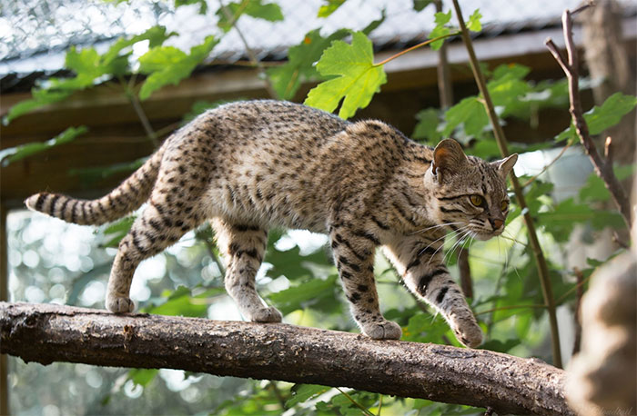 Mèo rừng nam mỹ Leopardus geoffroyi.