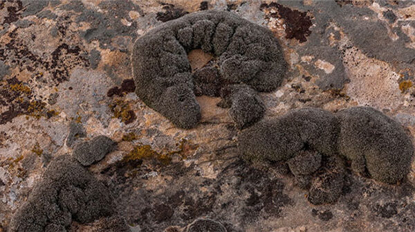 Các nhà khoa học phát hiện rêu sa mạc có thể sống sót trên sao Hỏa