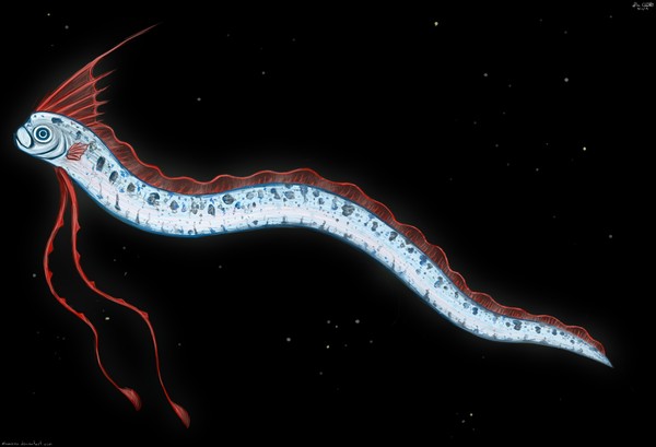 Loài "rồng biển" có khả năng dự báo động đất trôi vào biển Việt Nam