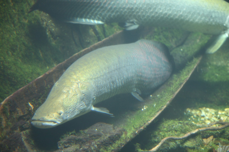 Cá Arapaima