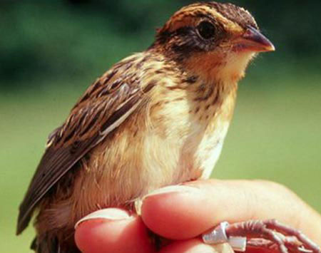 Loài chim ‘lăng nhăng’ nhất hành tinh