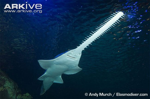 Cá đao thở bằng hai lỗ thở phía sau mắt.