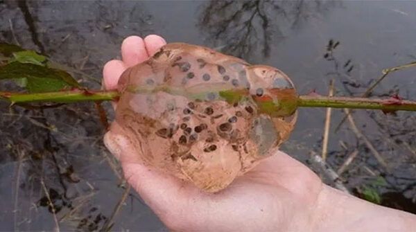 Bí ẩn cơn mưa chất nhầy mang theo thứ dịch bệnh khiến cả thị trấn nhập viện