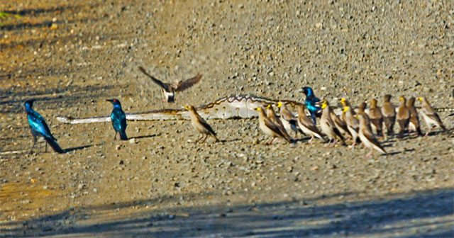 Báo thù cho đồng đội, đàn chim sáo trút hết nỗi căm hờn lên người con trăn khổng lồ