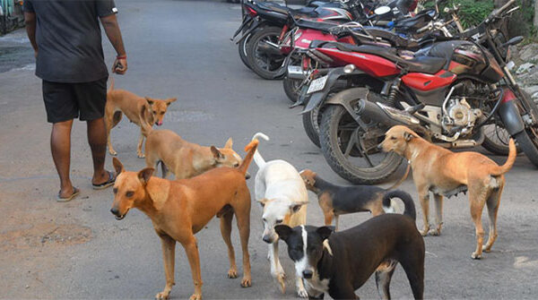 Vì sao chó bỗng trở thành mối nguy hại mới tại Ấn Độ?