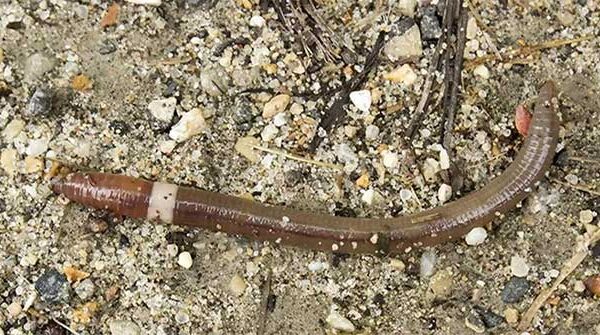 Những con “giun điên” oanh tạc rừng của 15 bang Mỹ