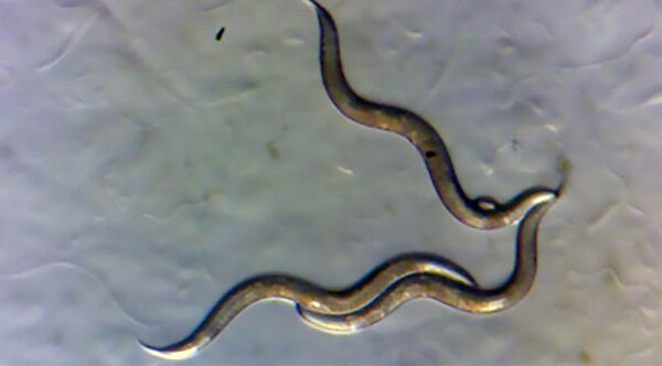 Giới khoa học phát hiện giun sống gần Chernobyl phát triển “siêu năng lực” mới