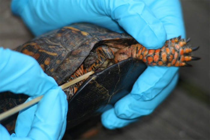 Cái chết của loài rùa