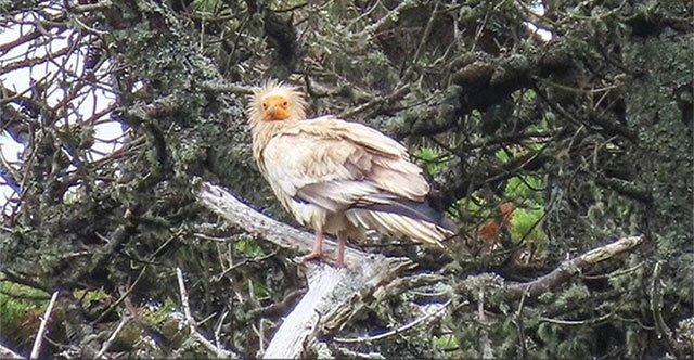 Đang vào rừng ngắm cây, người đàn ông bất ngờ gặp “chim thần” 155 năm mới xuất hiện