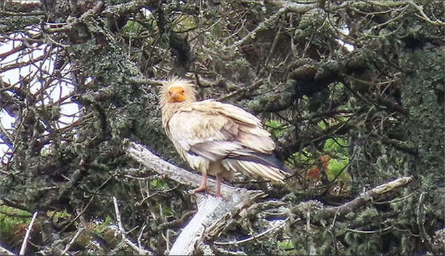 Kền kền Ai Cập được mệnh danh là "chim thần" của người Ai Cập cổ đại