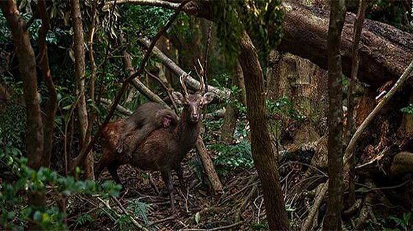 Nhiếp ảnh gia bắt được khoảnh khắc khỉ cưỡi hươu đi dạo