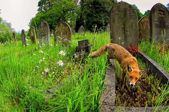 Nghĩa trang cung cấp môi trường sống cho nhiều loài động vật hoang dã