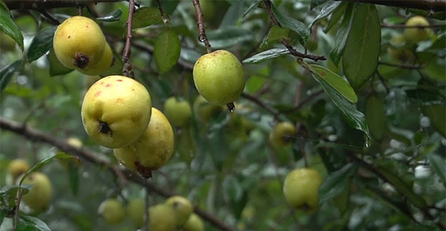 Loại quả có vị chua chát là “thuốc chống ung thư tự nhiên”, hạ đường huyết hiệu quả