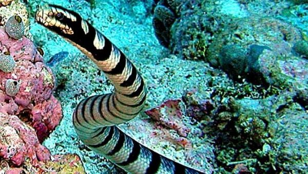 Những loài rắn độc nhất thế giới