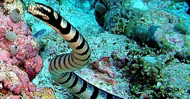 Những loài rắn độc nhất thế giới