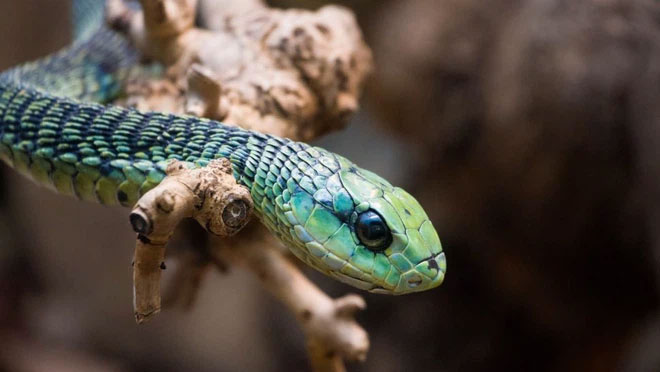 Rắn lục boomslang