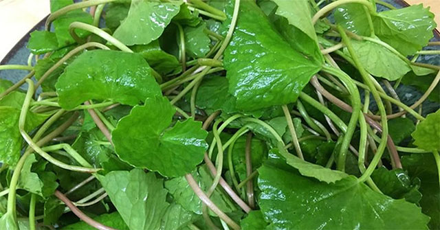 Loại rau cực giàu collagen mà người Việt đang bỏ phí, vừa làm đẹp da lại trị bệnh tim mạch