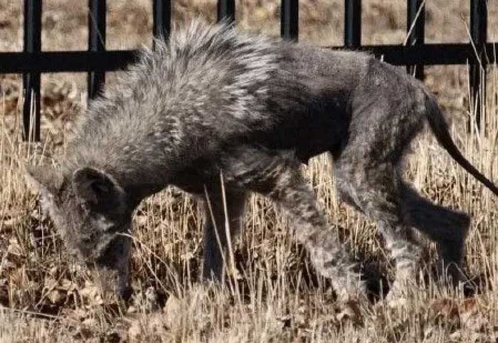 Chó sói đồng cỏ bị bệnh ghẻ lở, được xác định là giống với miêu tả về chupacabra.