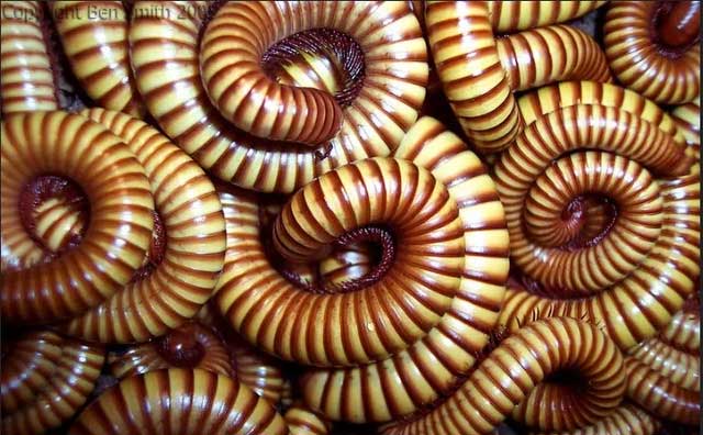 Bầy rết này khiến các chuyến tàu địa phương phải dừng hoàn toàn 8 năm một lần.