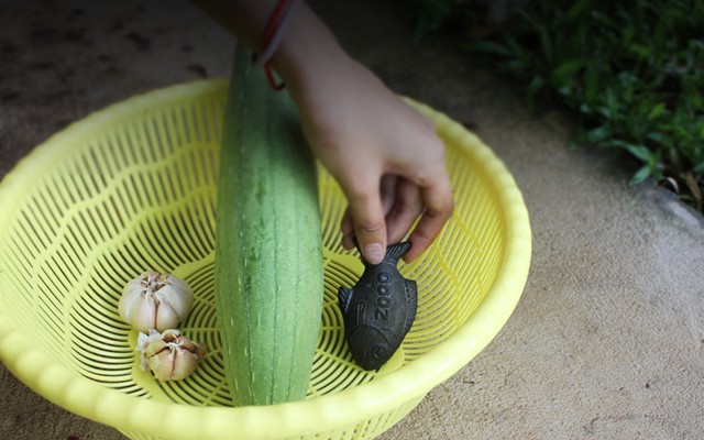 Tìm hiểu về con cá bằng sắt Lucky Fish giúp ngăn ngừa thiếu máu