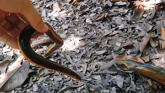 Loai ếch giun này di chuyển rất chậm và sống dưới lớp lá cây mục trong vườn.