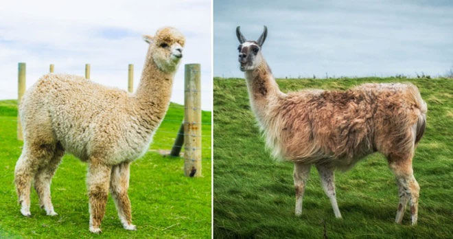 Alpacas và Llama