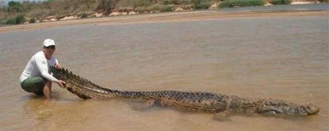 Cá sấu Caiman là loài săn mồi cực đáng ở ở Amazon.