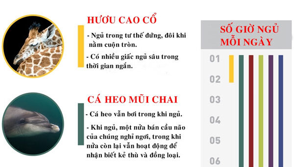 Thói quen ngủ lạ thường của các loài động vật