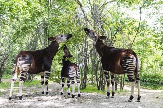 Okapi sống chủ yếu trong các khu rừng mưa nhiệt đới đất thấp.